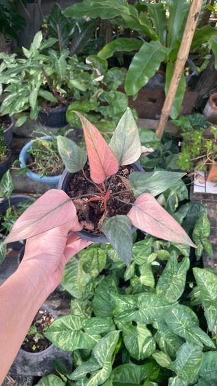 ต้นเสน่ห์จันทร์ดำด่าง รูปที่ 2