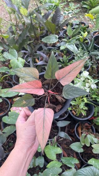 ต้นเสน่ห์จันทร์ดำด่าง รูปที่ 4