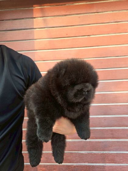 เชาเชา
