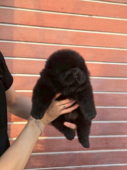 เชาเชา รูปที่ 2