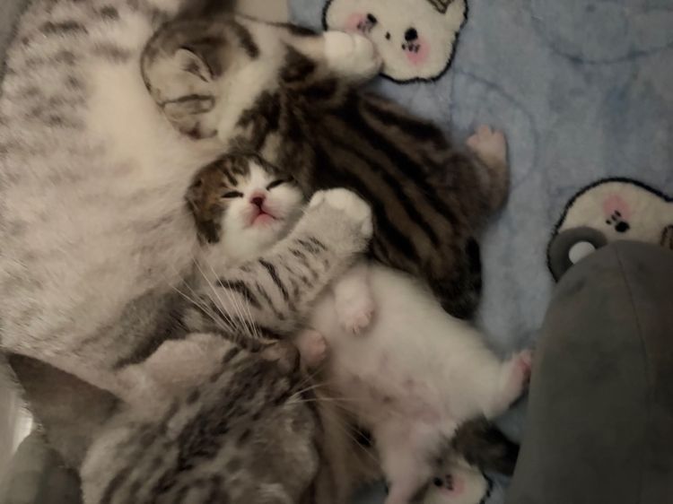 มัชกิ้นบริติชสก็อตติช รูปที่ 3