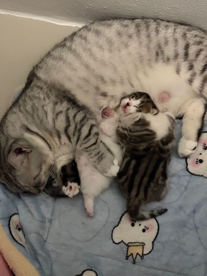 มัชกิ้นบริติชสก็อตติช