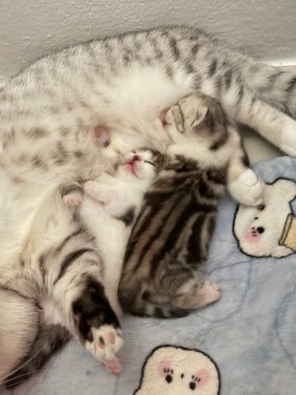 มัชกิ้นบริติชสก็อตติช รูปที่ 4