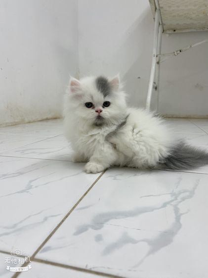 ขาสั้นสีขาวเทาเพศผู้ขาสั้นสีขาวเพศเมียตาสีฟ้า รูปที่ 2