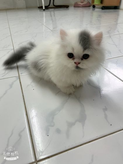 ขาสั้นสีขาวเทาเพศผู้ขาสั้นสีขาวเพศเมียตาสีฟ้า รูปที่ 3