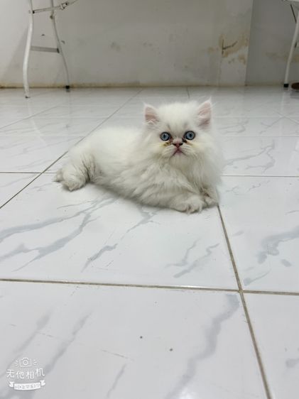 ขาสั้นสีขาวเทาเพศผู้ขาสั้นสีขาวเพศเมียตาสีฟ้า รูปที่ 11