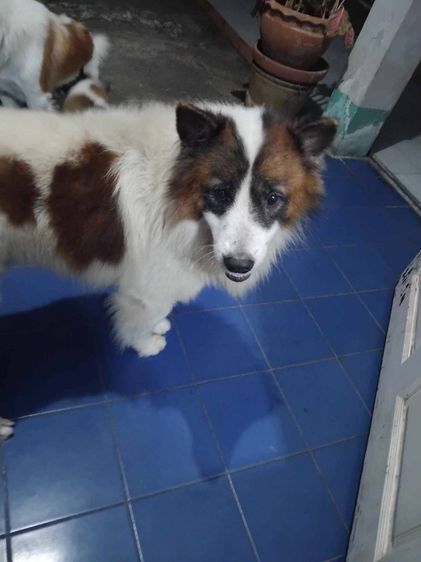 บางแก้วแท้ 100 รูปที่ 8