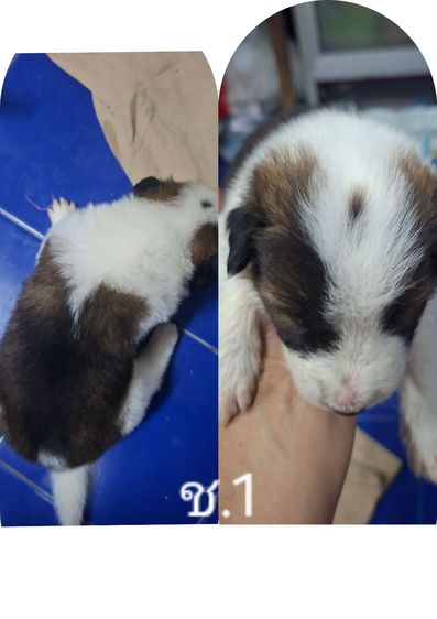 บางแก้วแท้ 100