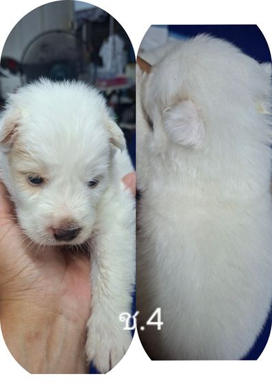 บางแก้วแท้ 100 รูปที่ 4