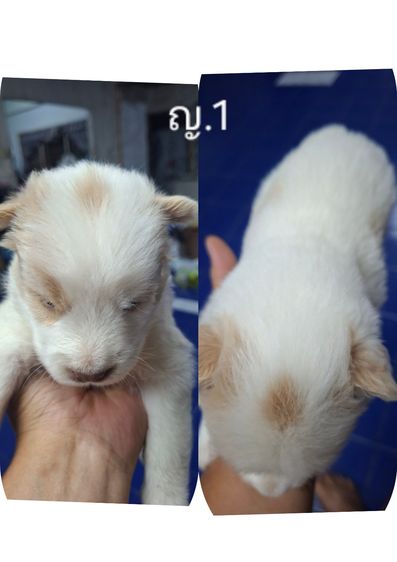 บางแก้วแท้ 100 รูปที่ 5