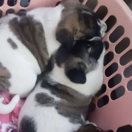 บางแก้วผสมลาบาดอ รูปที่ 2