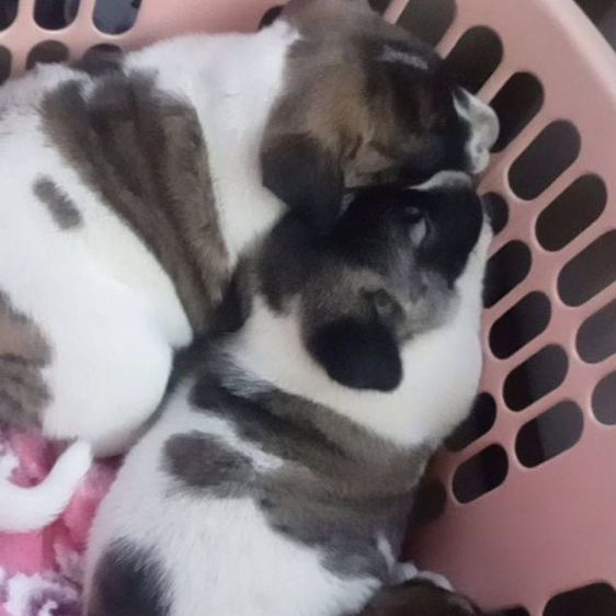 บางแก้วผสมลาบาดอ