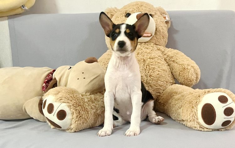 ลูกสุนัขพันธุ์บาเซนจิ  Line id  nok.basenji , โทร.091 792 9464 รูปที่ 3