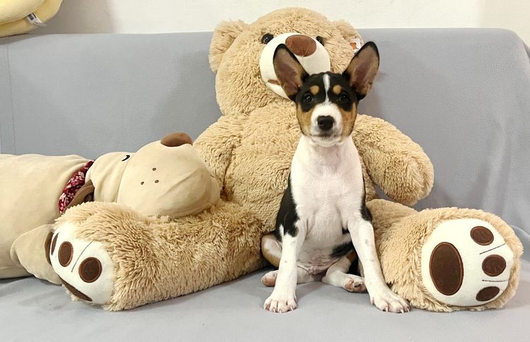 ลูกสุนัขพันธุ์บาเซนจิ  Line id  nok.basenji , โทร.091 792 9464 รูปที่ 2