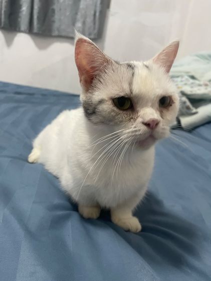 แมวขาสัน Munchkin  รูปที่ 5