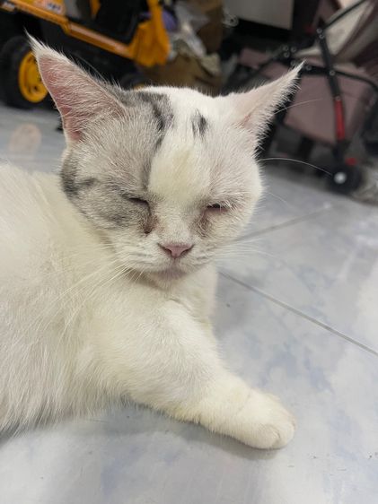 แมวขาสัน Munchkin  รูปที่ 6