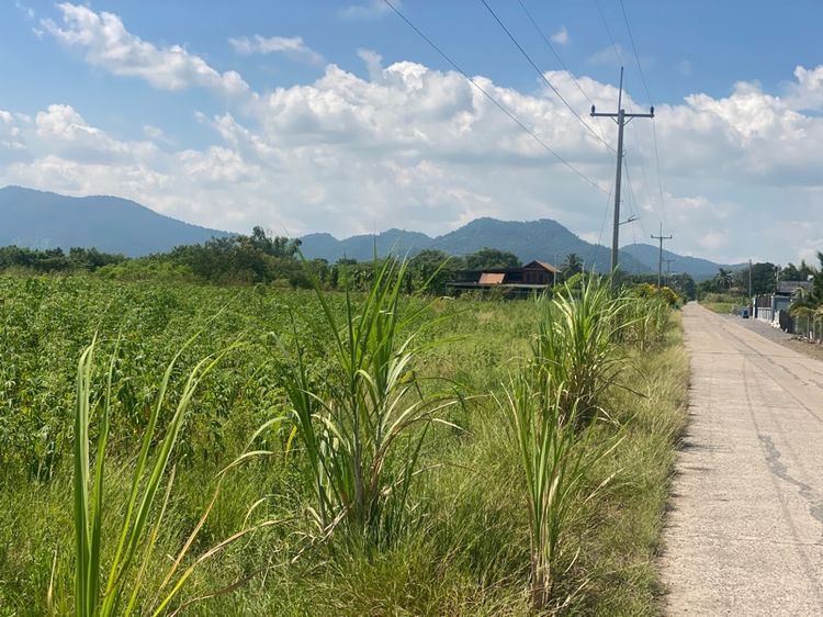 ที่ดินติดถนน หน้ากว้าง 100 กว่าเมตร น้ำ ไฟ ผ่าน ปลูกบ้านได้ รูปที่ 3