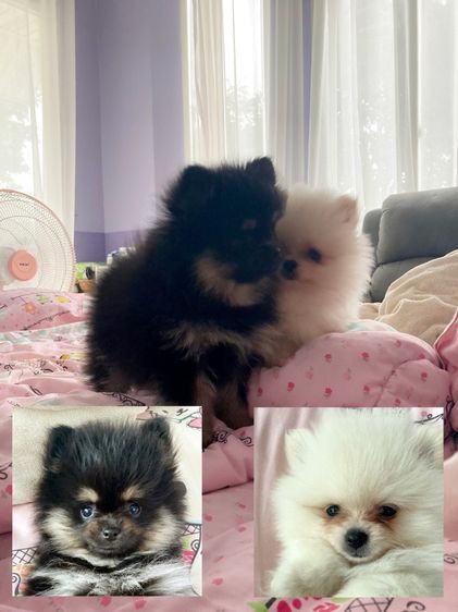 ปอม เมอเรเนียน