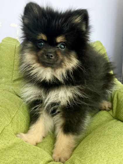 ปอม เมอเรเนียน รูปที่ 5