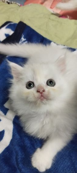 หาบ้านค่ะ