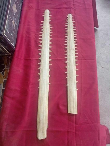 ฟันปลาฉนาบหายาก รูปที่ 2