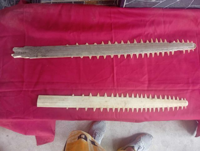 ฟันปลาฉนาบหายาก รูปที่ 10