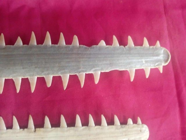 ฟันปลาฉนาบหายาก รูปที่ 9