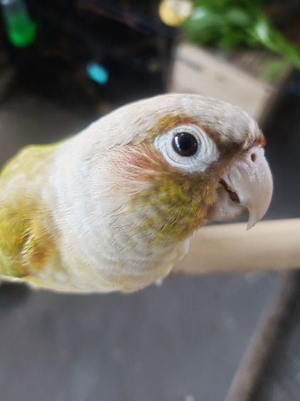 กรีนซีค รูปที่ 2