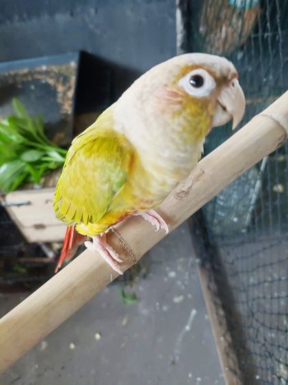 กรีนซีค รูปที่ 3