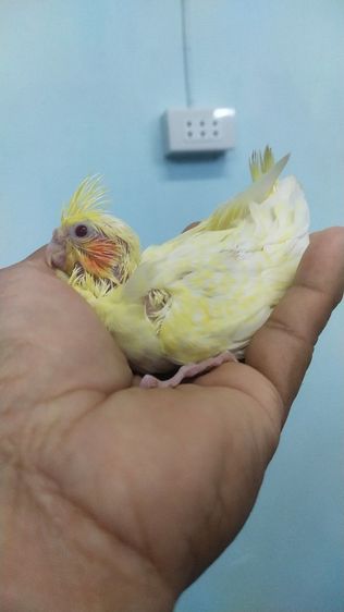 ลูกป้อนค๊อกคาเทลสีเหลืองเเกก้มเเดง..ลูติโน่เพิรน์..นกสีเหลืองมีเกล็ดมีหงอน..สนใจทักได้ 0929135188 รูปที่ 2