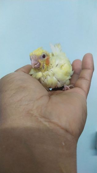 ลูกป้อนค๊อกคาเทลสีเหลืองเเกก้มเเดง..ลูติโน่เพิรน์..นกสีเหลืองมีเกล็ดมีหงอน..สนใจทักได้ 0929135188 รูปที่ 4
