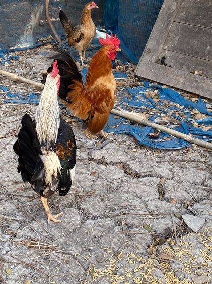 ไก่ชนแคระ รูปที่ 5
