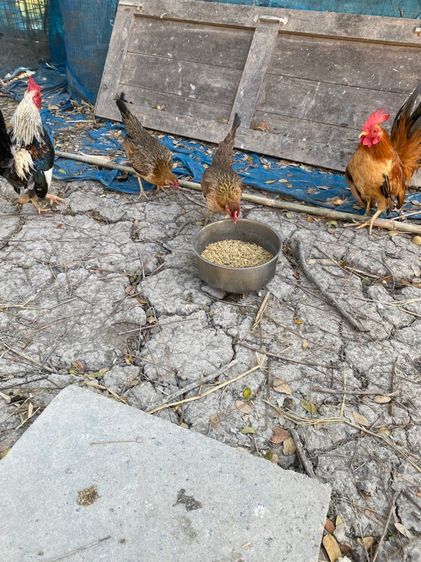 ไก่ชนแคระ รูปที่ 7