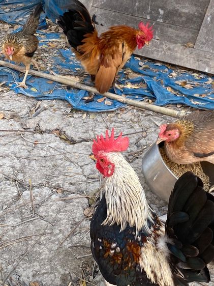 ไก่ชนแคระ รูปที่ 11