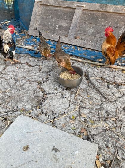 ไก่ชนแคระ รูปที่ 6