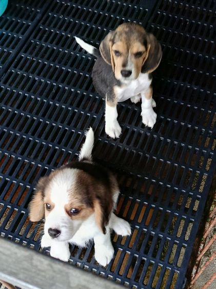 สุนัข รูปที่ 2