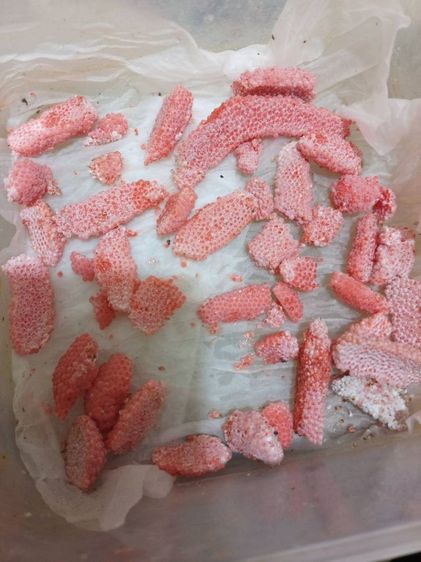 ไข่หอยเชอรี่สีทอง รูปที่ 5