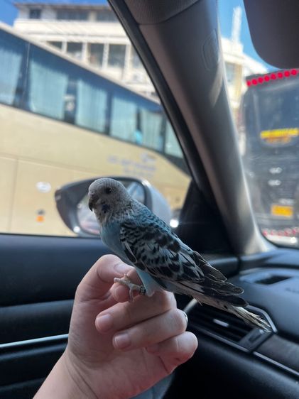 นกหงส์หยกลูกครึ่งอังกฤษ สปริท แบล็ควิงค์