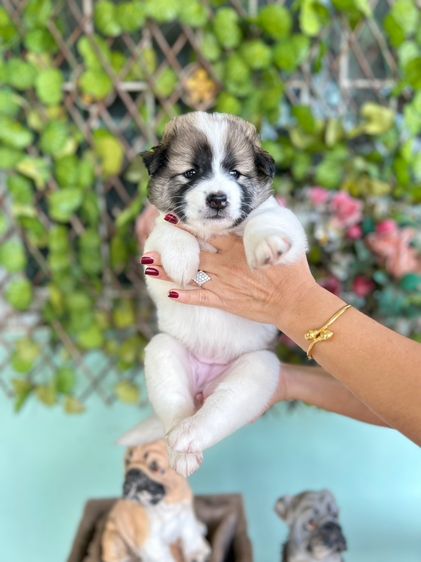 บางแก้ว (Thai Bangkaew Dog) ใหญ่ ขายลูกสุนัข