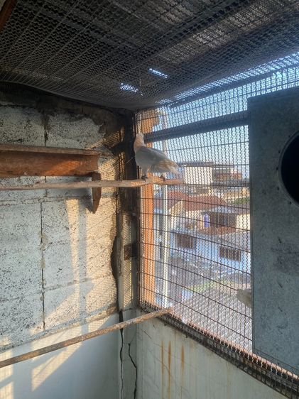 ดูคอร์ป รูปที่ 3