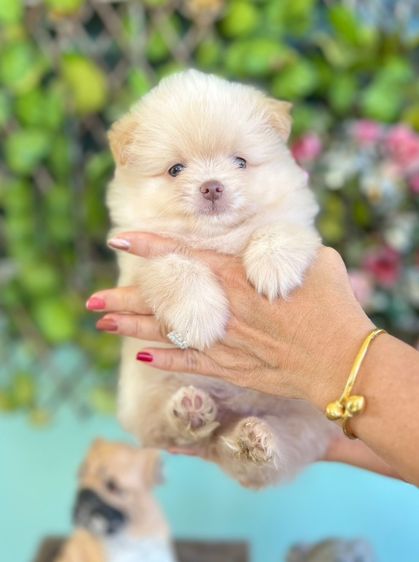 ปอมเมอเรเนียน (Pomeranian) ใหญ่ ขายลูกสุนัข