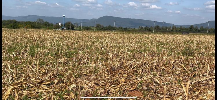 ที่ดินแบ่งขายคลองม่วง เขาใหญ่  2ไร่ 47ตรว ติดถนนลาดยางกว้าง 8 เมตร วิวเขายายเที่ยง น้ำ ไฟพร้อม รูปที่ 4