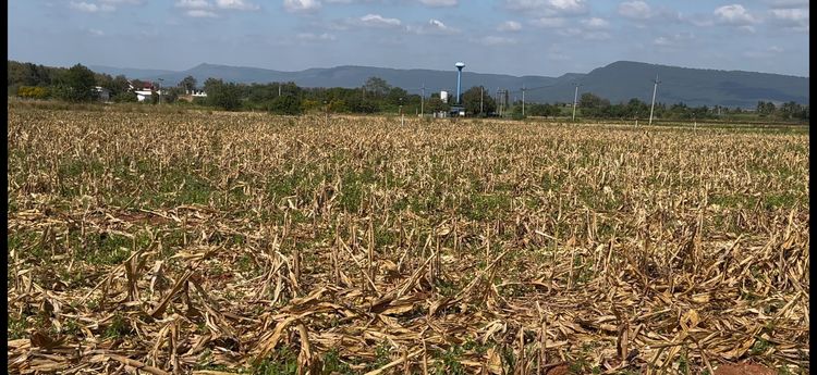 ที่ดินแบ่งขายคลองม่วง เขาใหญ่  2ไร่ 47ตรว ติดถนนลาดยางกว้าง 8 เมตร วิวเขายายเที่ยง น้ำ ไฟพร้อม รูปที่ 2