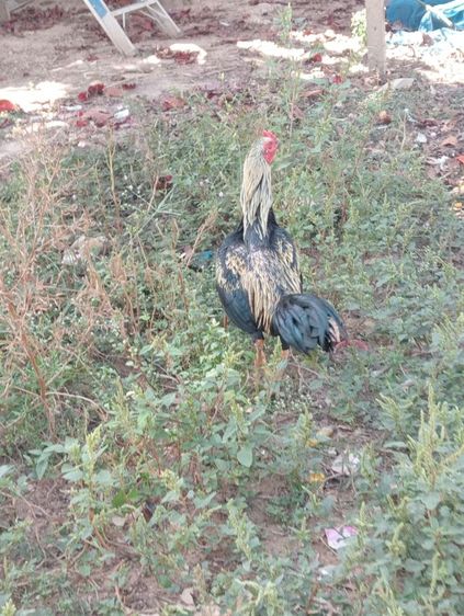 ไก่พม่า รูปที่ 4