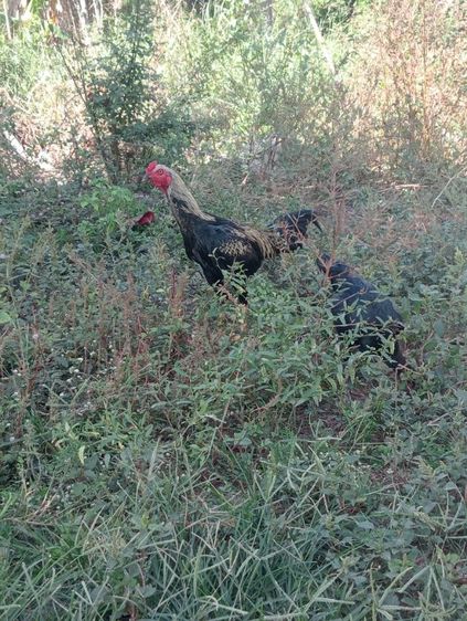 ไก่พม่า รูปที่ 3