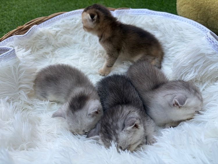 ลูกแมวสก๊อตติชตัวส้ม(พ่อบริติส) รูปที่ 5