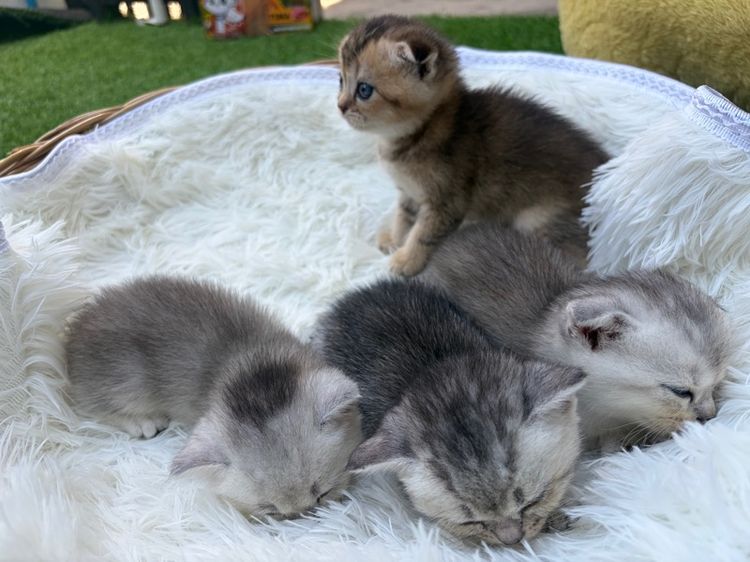 ลูกแมวสก๊อตติชตัวส้ม(พ่อบริติส)