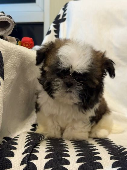 ลูกสุนัข