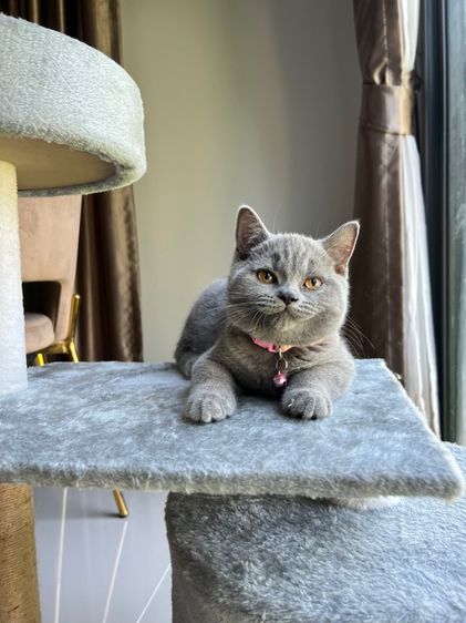 ลูกแมว บริติช ช็อตแฮร์ ใบเพ็ดนอกWCF(British Shorthair) รูปที่ 7