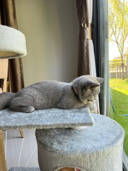 ลูกแมว บริติช ช็อตแฮร์ ใบเพ็ดนอกWCF(British Shorthair) รูปที่ 5
